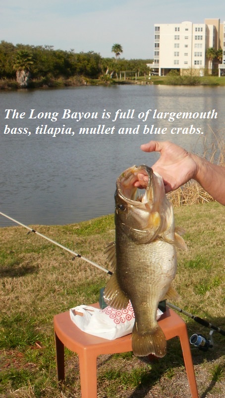 Can Largemouth Bass Live in Saltwater  